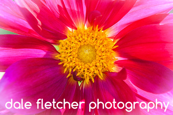 6386 Magenta Flower