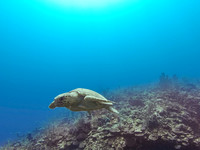 Open Waters