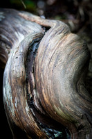 5966 Twisted Wood