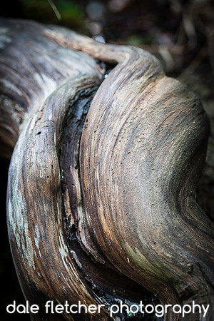 5966 Twisted Wood