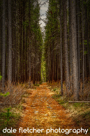 9523 Forest Path